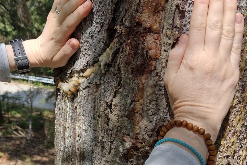 ESENȚA SĂNĂTĂȚII DIN PĂDURE. RĂȘINA DE BRAD UN REMEDIU NATURAL!