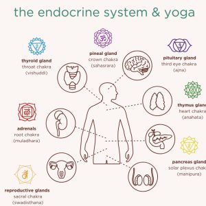 YOGA STIMULEAZĂ ECHILIBRAREA SISTEMULUI ENDOCRIN
