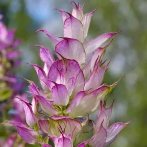 ULEIURI ESENȚIALE PE CARE SĂ LE EXPERIMENTEZI